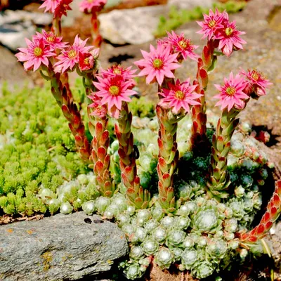 Молодило шарообразное № 4 (Sempervivum globiferum)