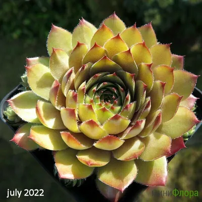 Молодило #12 Паутинистое зелёное (Sempervivum Arachnoideum) купить с  доставкой по Беларуси \"BuonRoza \"