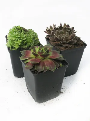 Купить Молодило кровельное Sempervivum tectorum - в питомнике Флорини