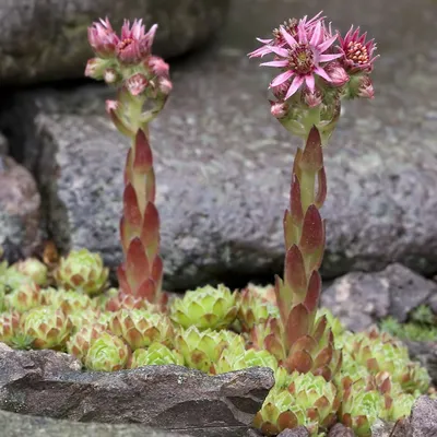 Молодило (Sempervivum) 'Mitchell's Gold'