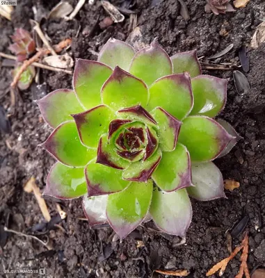 Sempervivum 'Cassiopea' - Молодило 'Кассеопия' - Питомник растений,  Санкт-Петербург