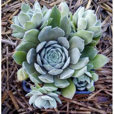 Sempervivum 'Aquila', Молодило 'Аквила'|landshaft.info