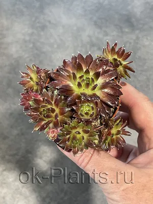 Молодило (Sempervivum) 'Ohio Burgundy'