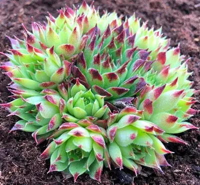 Sempervivum 'Purple Beauty', Молодило 'Перпл Бьюти'|landshaft.info