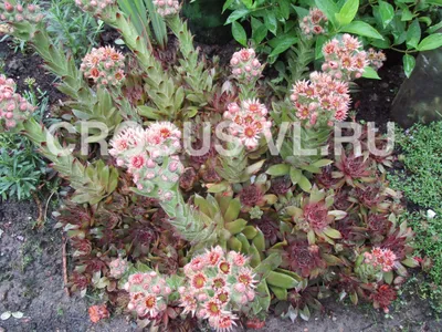 Молодило - 360 семена - Sempervivum L. – Garden Seeds Market | Бесплатная  доставка