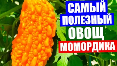 Все о момордике. Момордика полезные свойства. Момордика от болезней.  Дегустация момордики - YouTube