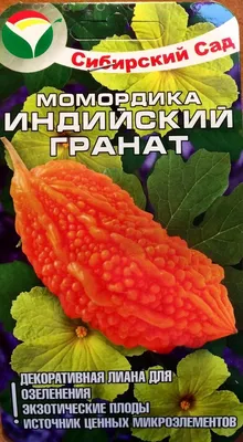 Момордика - «Выращиваем удивительную момордику уже 5 лет. Все тонкости  проращивания и много фото. » | отзывы