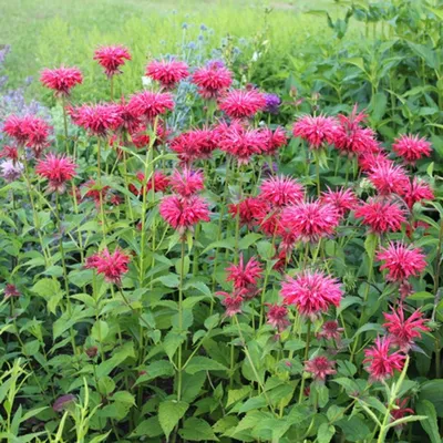 Монарда лимонная Розово-сиреневая Monarda citriodora Rosy to lilac - купить  семена цветов с доставкой по Украине в магазине Добродар