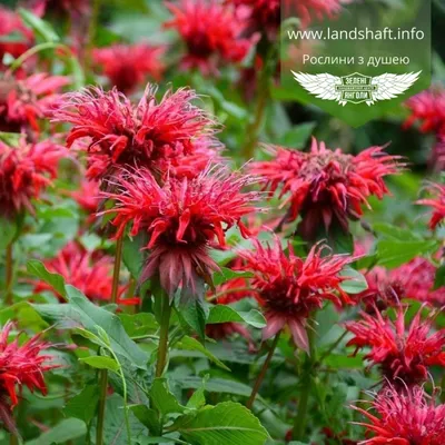 Монарда двойчатая Monarda didyma 'Fireball' - купить саженцы в Минске и  Беларуси