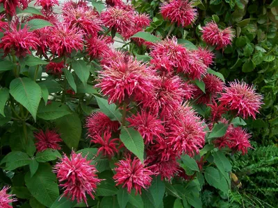 Монарда (Monarda) – растение из семейства губоцветных (Lamiaceae), близкий  родственник орегано (Oreganum).