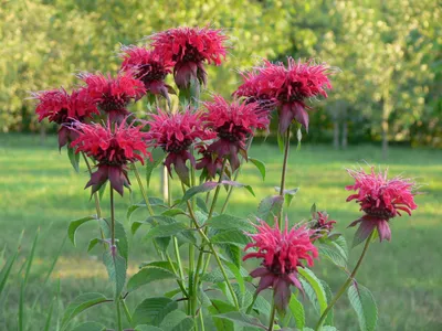 Monarda didyma 'Fireball', Монарда двійчаста 'Файрбол' - Зелені Янголи