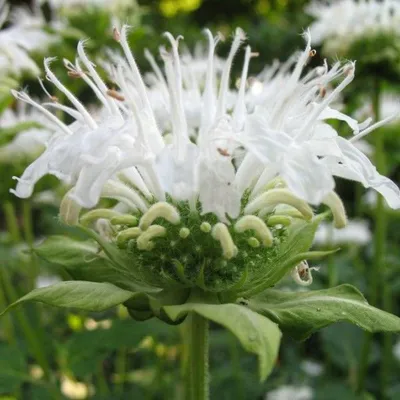 Монарда лимонная (Monarda Citriodora)