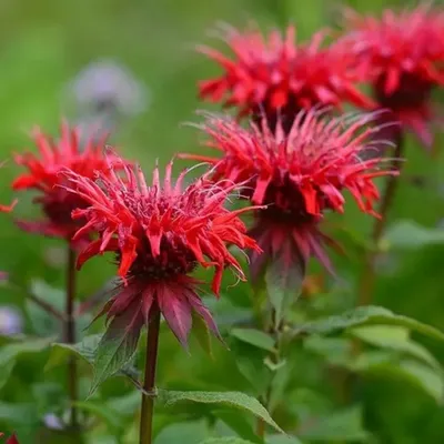 Монарда двойная Файрбол. (Monarda didyma Fireball) С2 купить в  интернет-магазине ЦВІТСАД с доставкой по Украине