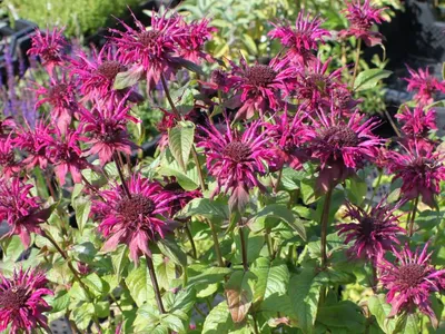 Монарда двойчатая красная (Monarda didyma red) купить с доставкой по  Беларуси \"BuonRoza \"