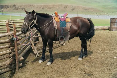 Люди Монголии | Пикабу