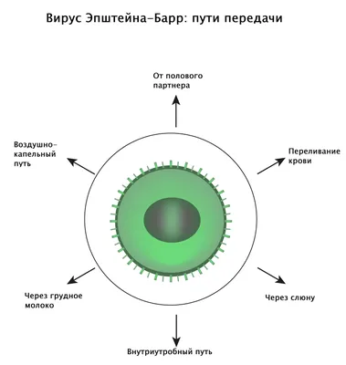 Инфекционный мононуклеоз: причины, симптомы и принципы лечения