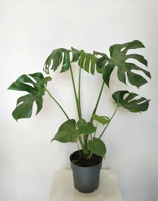 Монстера Деликатесная (Monstera Deliciosa)