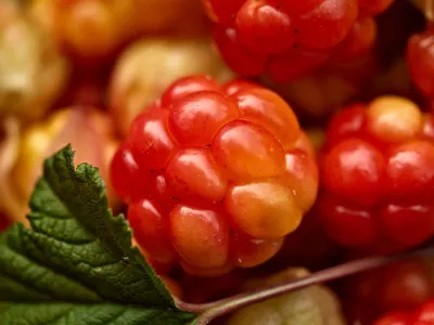 Северная морошка ягоды латинское название: Chamaemorus рубуса летом средняя  ягода морошка, Стоковое Фото - изображение насчитывающей зрело, ягод:  197316630