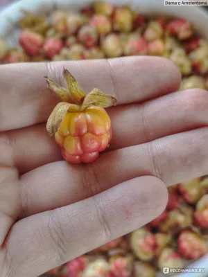 Морошка (Rubus chamaemorus) – встречается на верховых болотах Фото Н.  Зуевой - ГКУ «Дирекция особо охраняемых природных территорий  Санкт-Петербурга»