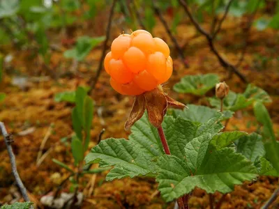 Морошка – самая вкусная ягода Севера | Станислав Слабковский | Дзен