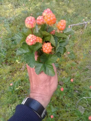 Морошка ягоды купить. Морошка свежая и мороженая в Ярославле - №829208 -  dbo.ru