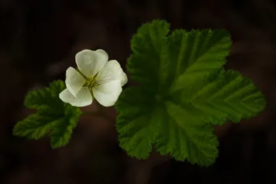 Фотокаталог растений: Морошка (Rubus chamaemorus)