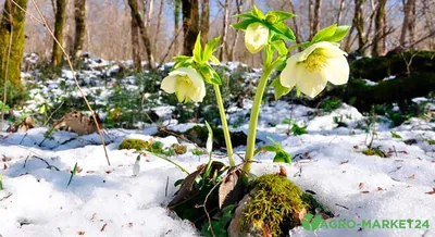 Морозник - виды и разновидности цветка, посадка и уход, фото морозника -  Florium Blog