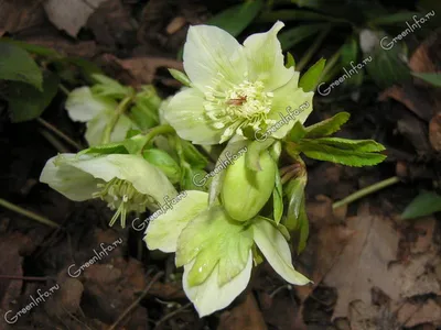 Морозник черный (Helleborus niger) 390 руб. AGRO48334