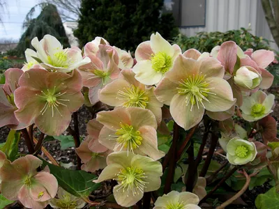 Морозник ( Helleborus) - «Удивительный цветок морозник.» | отзывы