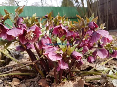 Морозник ( Helleborus) - «Удивительный цветок морозник.» | отзывы