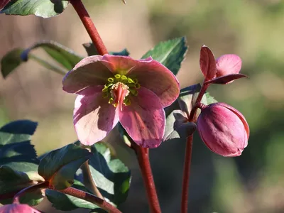 Морозник восточный White Lady (Helleborus orientalis White Lady)