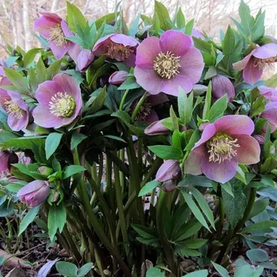 Изображение Белый Морозник Цветы Цветущие Helleborus Orientalis Pretty  Ellenбелый — стоковые фотографии и другие картинки Морозник восточный -  iStock