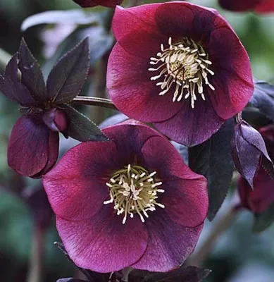 Чемерник махровий. Морозник. Helleborus. (ID#1808333786), цена: 175 ₴,  купить на Prom.ua