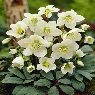 Морозник восточный «Пинк Леди» (Helleborus «Pink Lady») купить с доставкой  по Беларуси \"BuonRoza \"