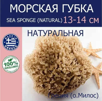 Морская губка