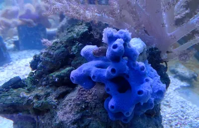 Органическая морская губка Sea sponge