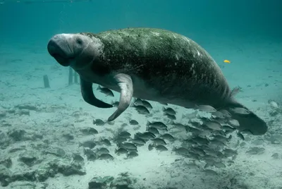 под водой стреляли. морская корова, большое морское животное. Иллюстрация  штока - иллюстрации насчитывающей гад, риф: 276821207