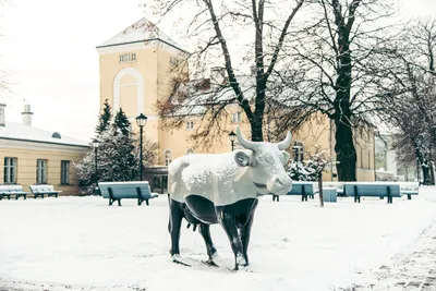 Морская Корова — стоковые фотографии и другие картинки Китайская вигна -  Китайская вигна, Море, Без людей - iStock