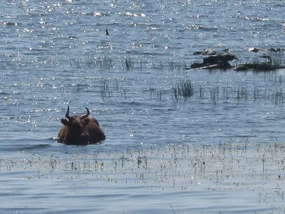 Истребление морской коровы и поиск скелетов на о. Беринга — Командорский