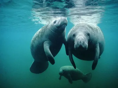 В Таиланд вернулись морские коровы