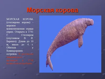 гифки :: морская корова :: омномном :: дюгонь - JoyReactor