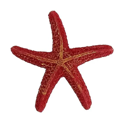 Морская звезда Fromia sp, Starfish Red купить в Киеве - Аквасмайл