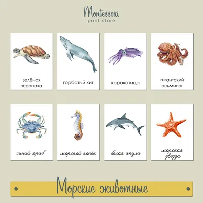 7 удивительных морских животных: а вы таких знаете? - Телеканал «О!»