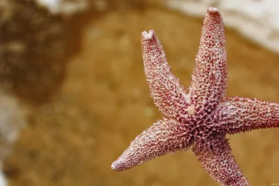 Морские обитатели. Фотокнига для самых маленьких Владис 14244458 купить за  287 ₽ в интернет-магазине Wildberries