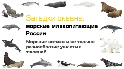 Морская звезда или морские звёзды на камешках приставают к берегу в летнем  дне Стоковое Изображение - изображение насчитывающей вода, природа:  114622767