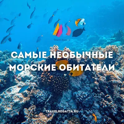 Фотообои Морские животные купить на стену • Эко Обои