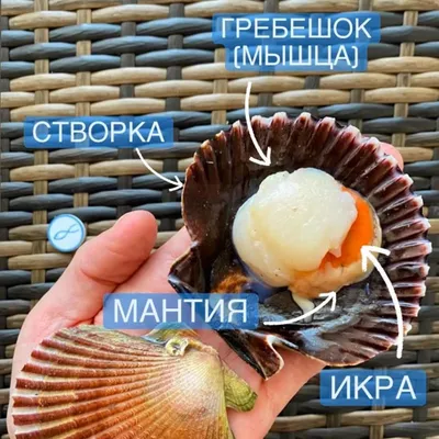 Из каких частей состоит гребешок? Что из этого съедобно? Морепродукты N1