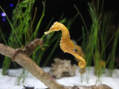 Морской конек на предпосылке водорослей Стоковое Фото - изображение  насчитывающей мило, море: 125465456