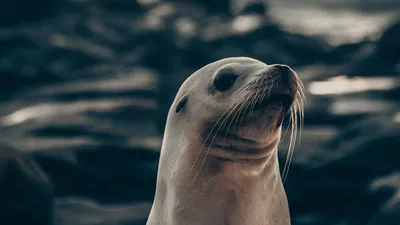 Новозеландский Морской Котик Arctohalus Forsteri Мужчина Пилоты Бич  Тайваньский Заповедник стоковое фото ©PantherMediaSeller 501813486