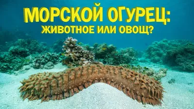 Морской огурец - YouTube